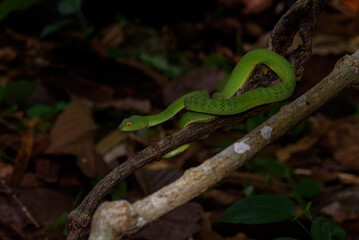 Sumatran Green Pit Viper on tree branch in Thailand rainforest