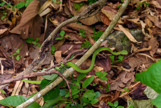 Sumatran Green Pit Viper on tree branch in Thailand rainforest