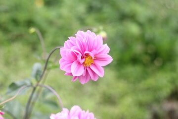 The beauty of dahlia flowers in bloom in the garden