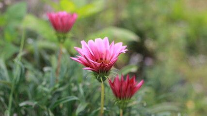 When chrysanthemums will bloom