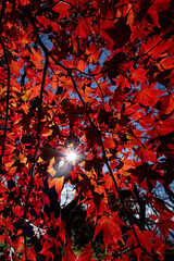 もみじ湖の赤紅葉