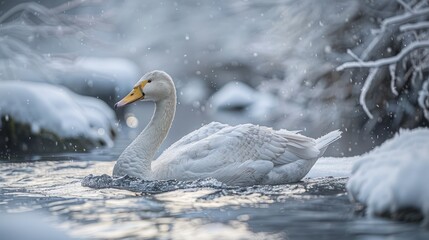 Fototapeta premium A swan swims in a serene winter landscape with falling snowflakes.