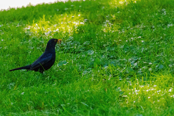 black bird perching on green meadow