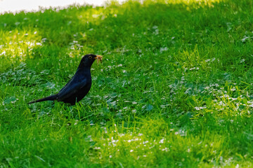 black bird perching on green meadow