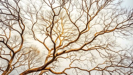 Bare tree branches on a pale white background