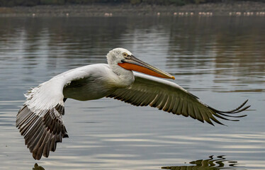 Dalmatian Pelican of Kerkini Lake