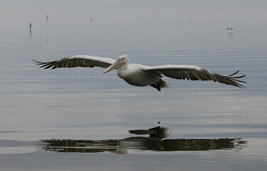 Dalmatian Pelican of Kerkini Lake