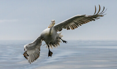 Dalmatian Pelican of Kerkini Lake