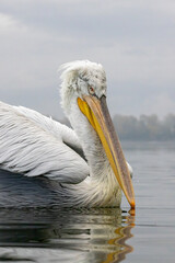 Dalmatian Pelican of Kerkini Lake