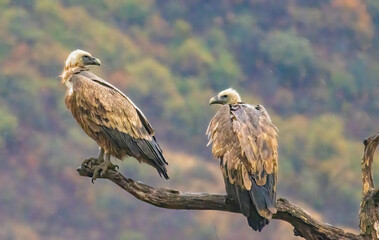 Griffon Vulture (Gyps fulvus) on feeding station