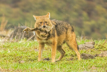 Golden Jackal in a natural habitat