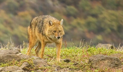 Golden Jackal in a natural habitat