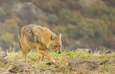 Golden Jackal in a natural habitat