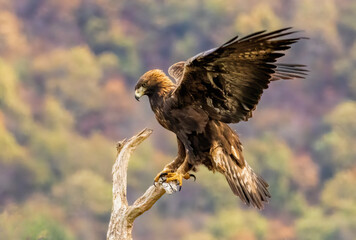 Action photography of Golden Eagle