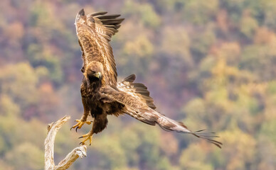 Action photography of Golden Eagle
