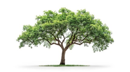 Grand tree with green leaves standing alone, isolated on a white background