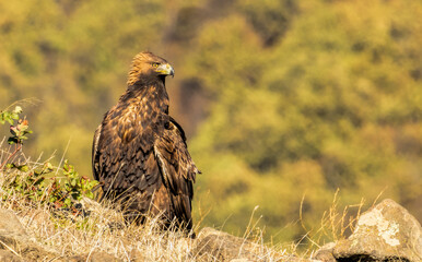Action photography of Golden Eagle