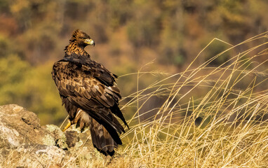 Action photography of Golden Eagle