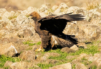 Action photography of Golden Eagle