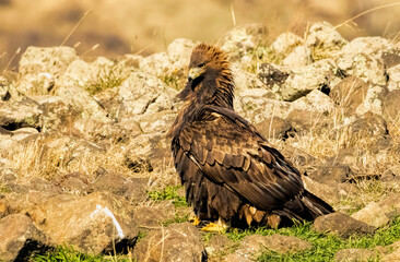 Action photography of Golden Eagle