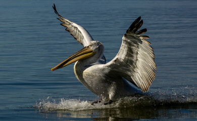 Dalmatian Pelican of Kerkini Lake