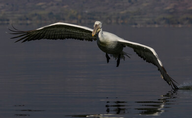 Dalmatian Pelican of Kerkini Lake