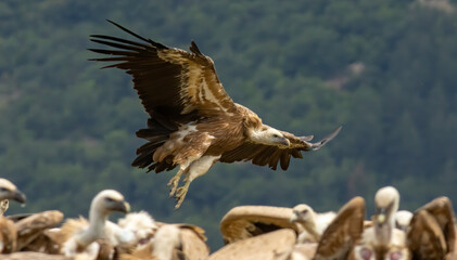Griffon Vulture (Gyps fulvus) on feeding station