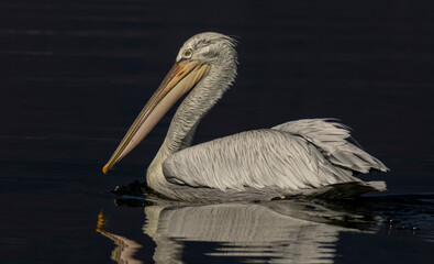 Dalmatian Pelican of Kerkini Lake