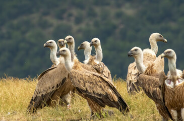 Griffon Vulture (Gyps fulvus) on feeding station