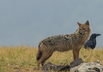 Golden Jackal in a natural habitat