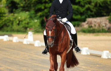 Dressage horse close-up in the test, dressage S curb..