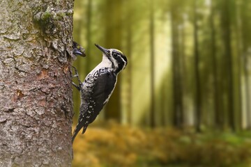 Eurasian three-toed woodpecker or Picoides tridactylus) male in the forest in winter in snowfall.Three toed woodpecker Picoides tridactylus on a tree looking for food, the best photo.