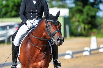 Dressage horse close-up in the test, dressage S curb..