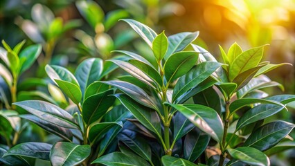 Obraz premium Glossy dark green leaves of cherry laurel bush against a blurred natural background in a modern minimalist ambiance.