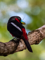 Black and Red Broadbill in Borneo, Malaysia