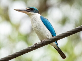 Collared Kingfisher of Borneo, Malaysia