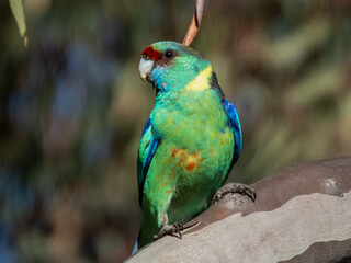 Mallee Ringneck Parrot in South Australia