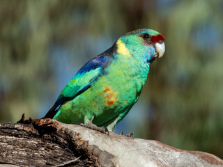 Mallee Ringneck Parrot in South Australia