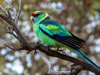Mallee Ringneck Parrot in South Australia
