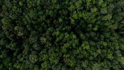 aerial top view green forest tree texture and background, Natural green forest tree background, Tropical rainforest tree ecosystem environment, Texture and background of green tree forest.