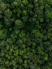aerial top view green forest tree texture and background, Natural green forest tree background, Tropical rainforest tree ecosystem environment, Texture and background of green tree forest.