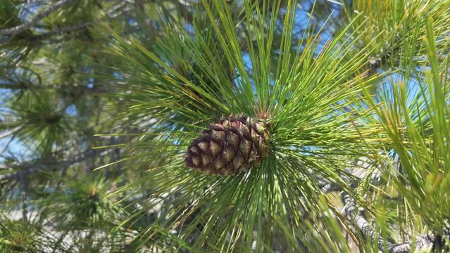 pine cones on a branch of a evergreen tree in summer 