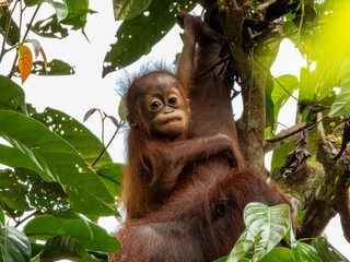 Great Ape Orangutan in Borneo, Malaysia