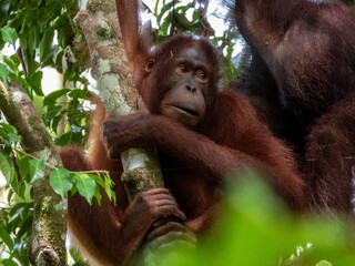 Great Ape Orangutan in Borneo, Malaysia