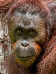 Great Ape Orangutan in Borneo, Malaysia