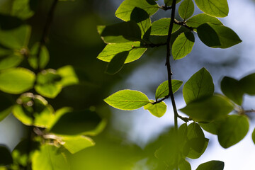 Beautiful bright green bird cherry leaves in the sunny forest. Natural summer scenery of woodlands in Latvia.