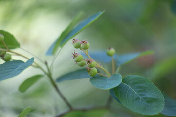 Beautiful green and pink berries of alder buckthorn in sunny summer forest. Natural woodlands scenery of Latvia, Northern Europe.