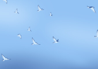 flock of seagulls birds on the blue sky background 