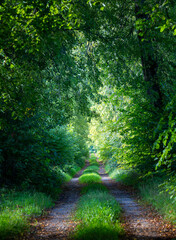 Beautiful summer landscape of a forest. Natural scenery of woodlands in Latvia, Northern Europe.