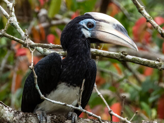 Oriental Pied Hornbill in Borneo, Malaysia